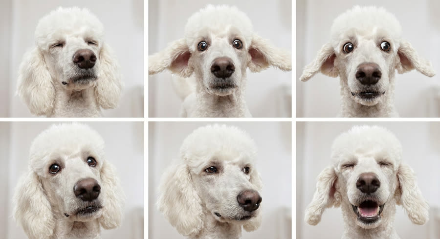 Expression sheet for the poodle, her silent witness