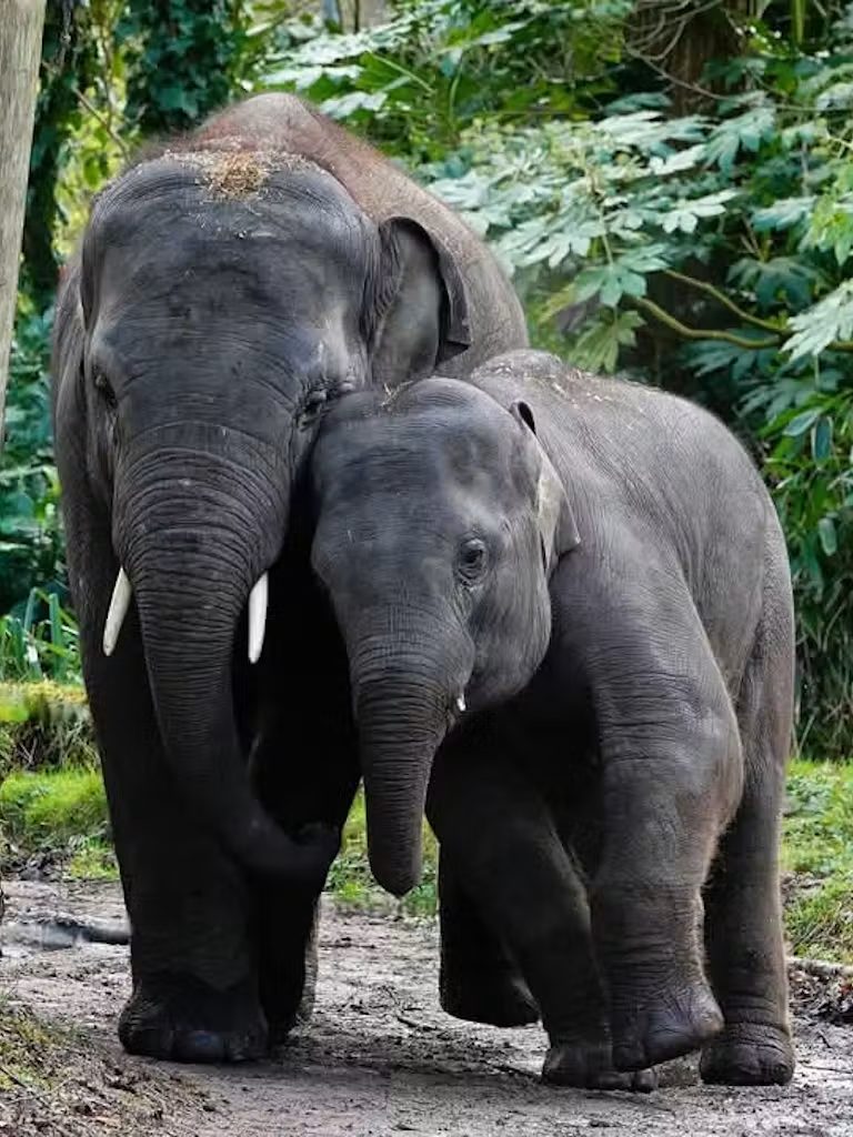 Diergaarde Blijdorp Zoo