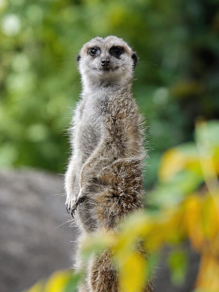 Diergaarde Blijdorp / Rotterdam Zoo parternship